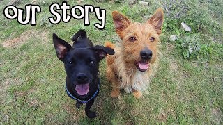 RESCUE PUPS TO TRAVELLING DOGS - WE WERE SAVED!