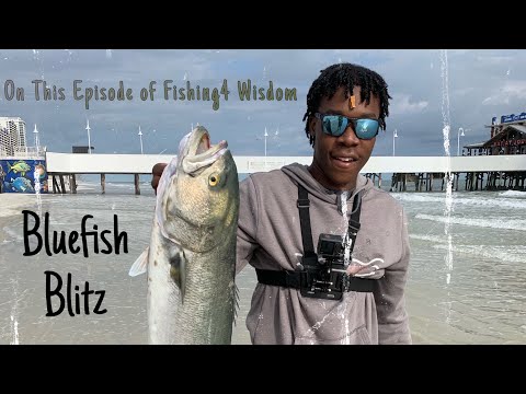 Bluefish Blitz | Daytona Beach | Non - Stop Action!!