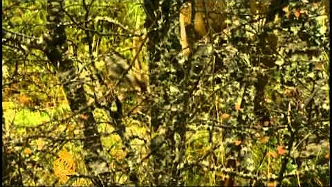 Chile's biosphere reserve in heart of Patagonia