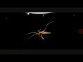 Slow motion Night Insects in Flight - 8.2 Sound Waves Lesson 2 Audio Described