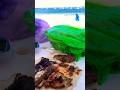 Tortillita con pollo en la playa #shortvideos #chicken #oaxacacity #shortfilm #youtube #food