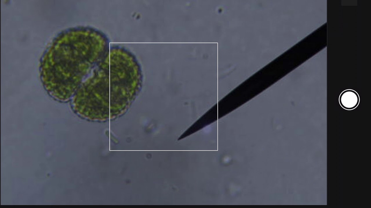 MICROSCOPY - the desmid Cosmarium