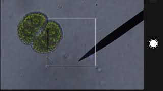 MICROSCOPY - the desmid Cosmarium