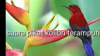 suara pikat burung kolibri merah terampuh