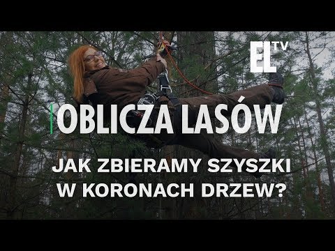 Wideo: Czym jest korona w lesie?