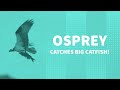 Osprey's Big Catch!