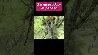 Поднял добычу на дерево. #шортс #animals #shortsvideo #леопарды