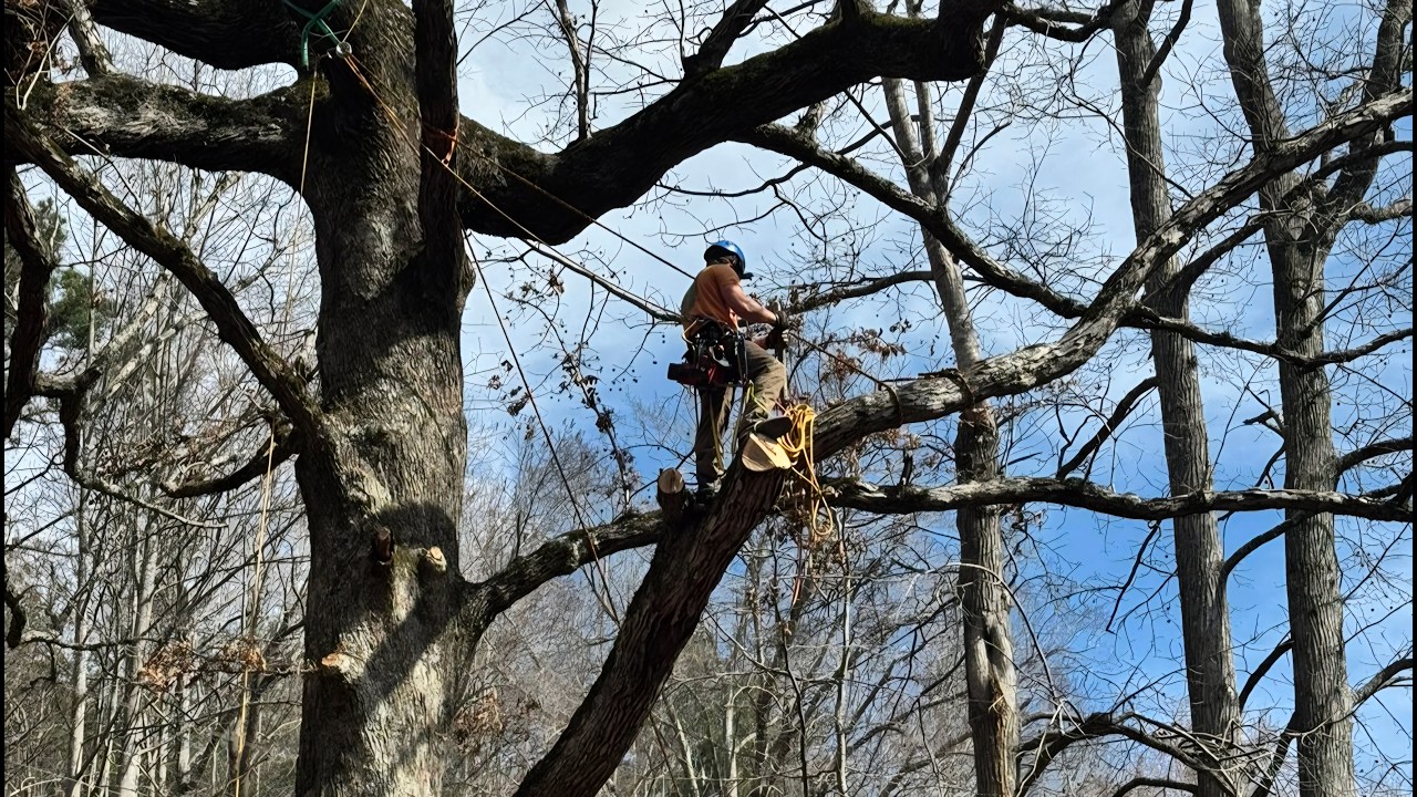 Trimming the trees at DRC! - YouTube