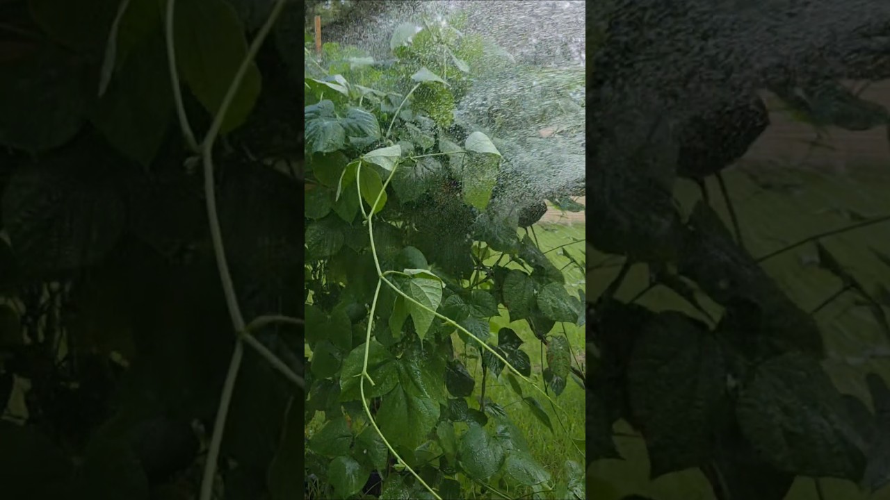 গাছে এইভাবে পানির স্প্রে করলে কত সুবিধা #foryou #gardening #shortsvideo #garden