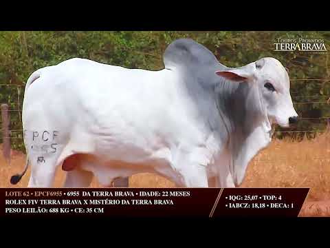 LOTE 62   EPCF 6955
