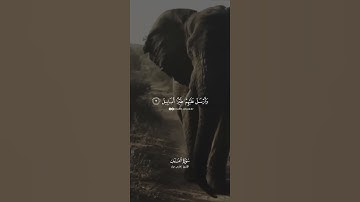 سورة الفيل القارئ فارس عباد
