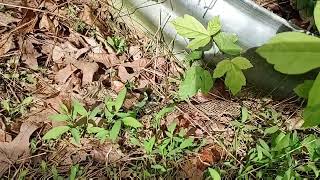 Blueberries strawberries rhubarb raised beds garden and weather