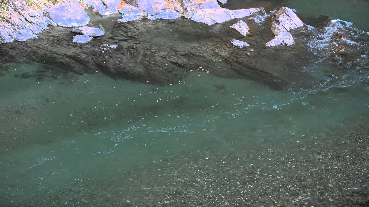 Fish in the Elwha River Timelapse. YouTube