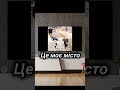 BANDA UA - ЦЕ МОЄ МІСТО  #хочуврекомендації #shorts #bandaua #українськамузика #рек