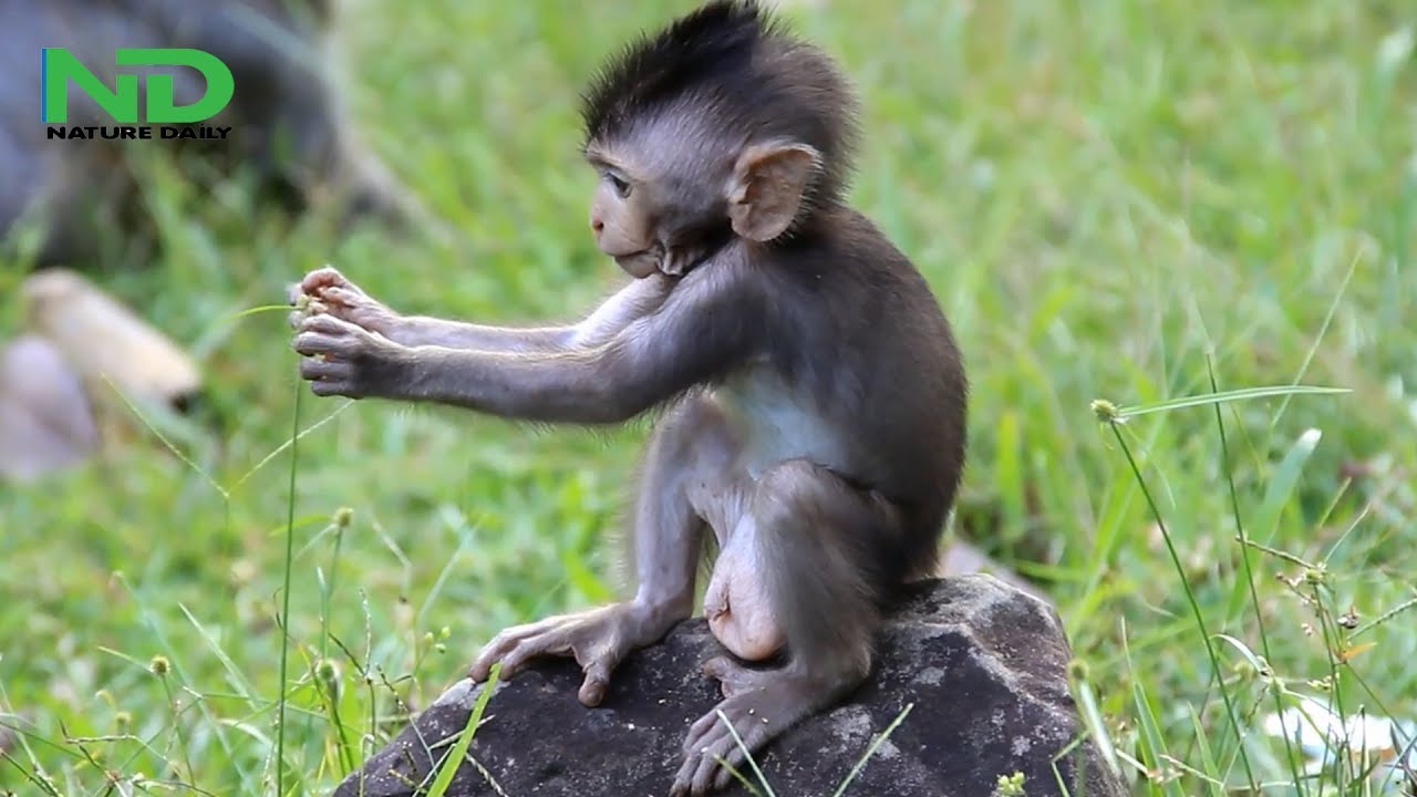 Poor baby monkey due to wean, Timo seems to worry about no more milk from mom