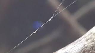 Spider eats Springtail #2
