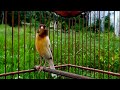 Burung Kenari Gacor Suara Unik Cengkok Mewah Cocok Untuk Masteran Kenari Mp3 - Mp4 Download