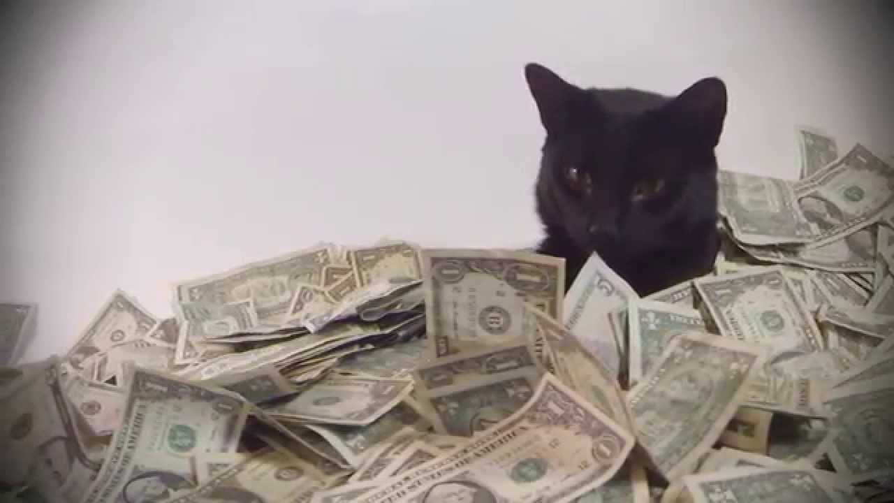 Coloque algum dinheiro no gatinho com Cats and Cash!