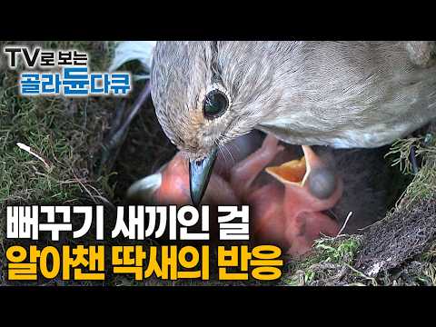 [ENG SUB] When a Mother Bird Realizes She Raised a Monster