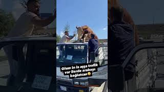 kamyonun üstüne çıkan dana #keşfet #bullfarm #develiet #öneçıkar #koyun  #kalite #kurbanbayramı