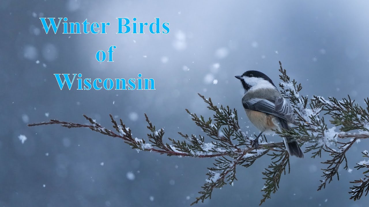Winter Birds of Wisconsin