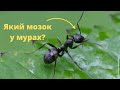 Який мозок у мурах?