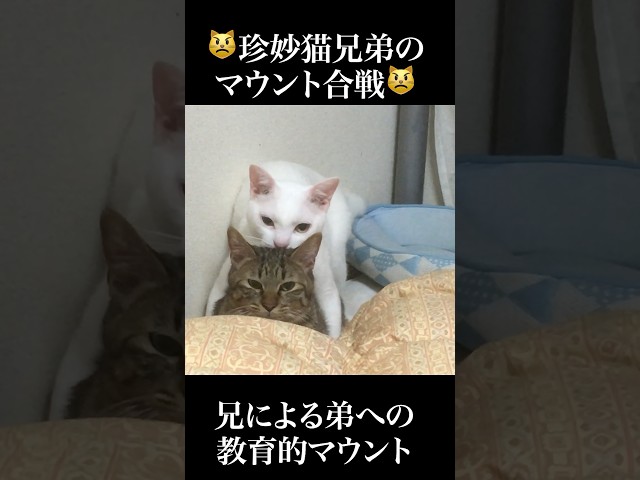 😾珍妙猫兄弟のマウント合戦！ #cat  #猫  #ねこ  #shorts  #猫のいる暮らし