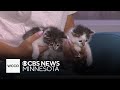 You won't believe how much noise these kitten pet guests make during their big moment