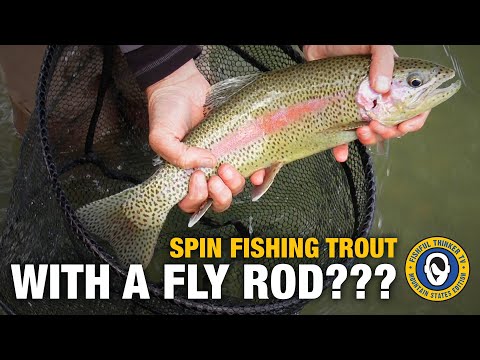 Spin fishing trout with a fly rod??? (trout fishing); Fishful