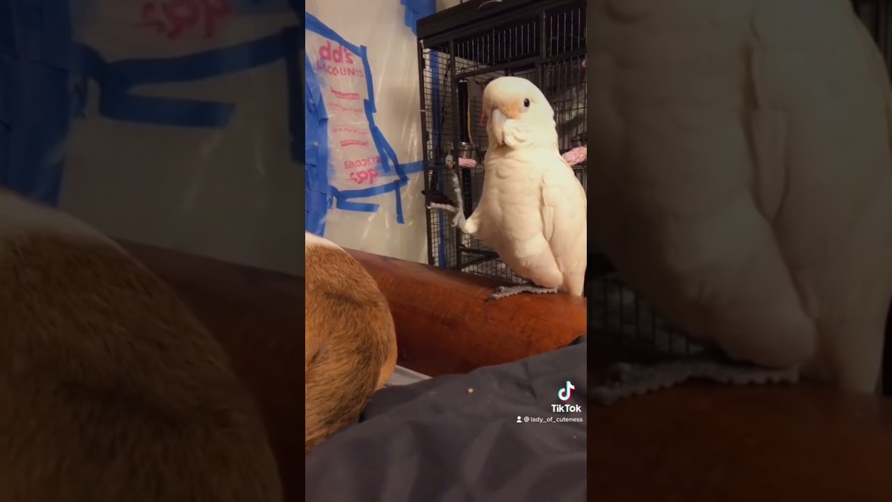 Can I Pet That Dog shorts YouTube