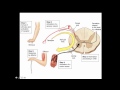 Where is the lesion? Part 1