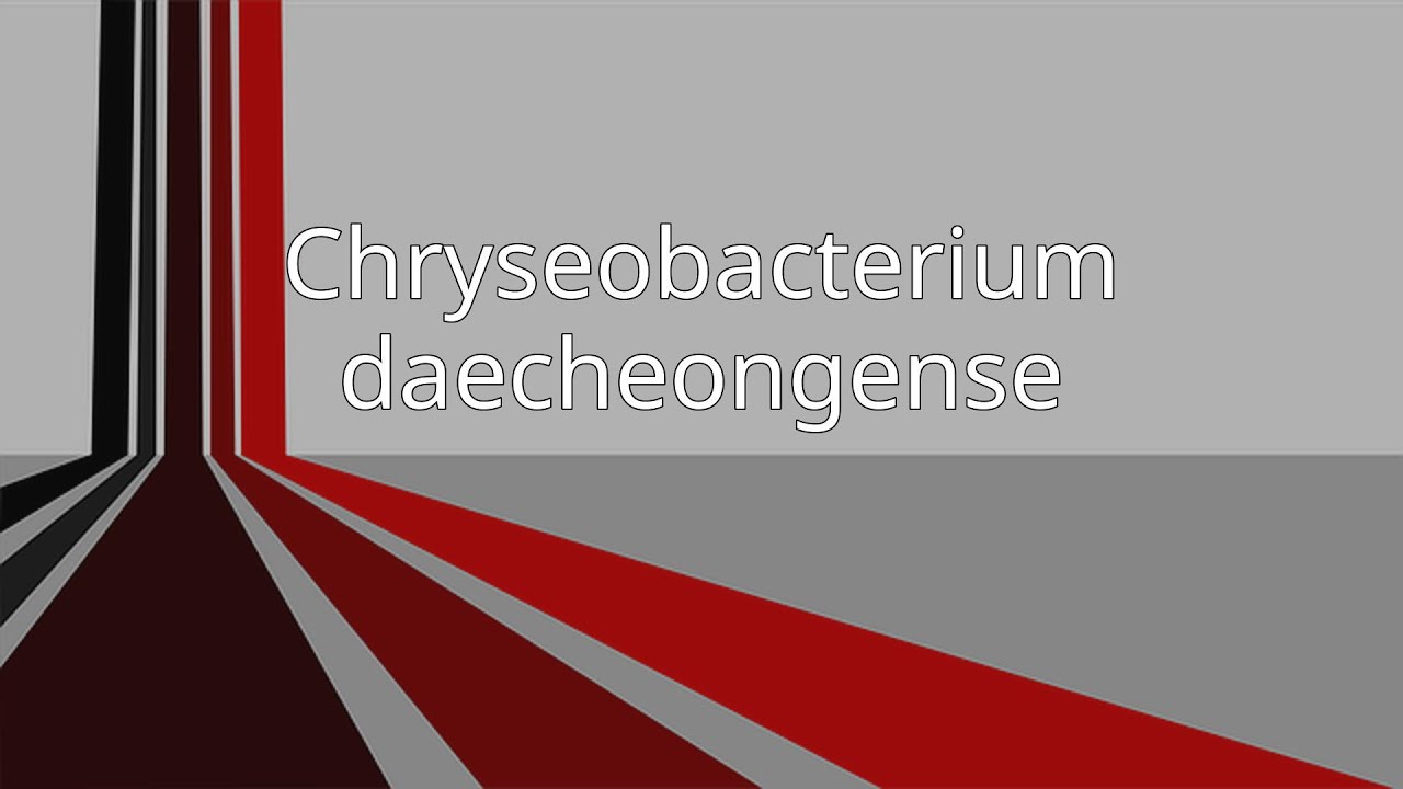 Chryseobacterium daecheongense