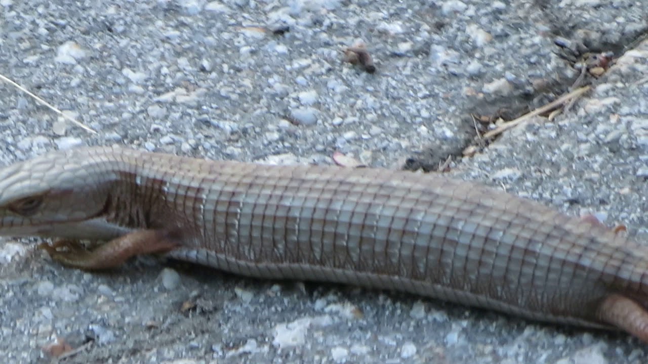 how to breed fish in sims 4 Brian Gundy Finds Huge Alligator Lizard In The Santa Cruz Mountains