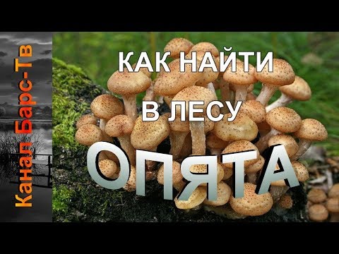 Как искать и собирать опята в бору.