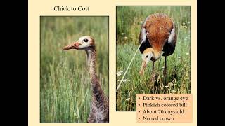 Sandhill Cranes of Colorado - An Educational Video for All Ages