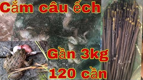 Đi cắm câu ếch | Ba đù vlog