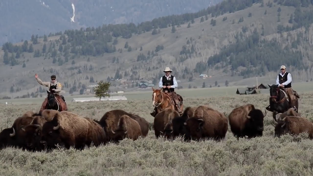 Wild & Free - Saving the Yellowstone Buffalo