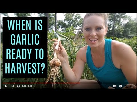 Video: The right precursors of garlic are the key to a good harvest