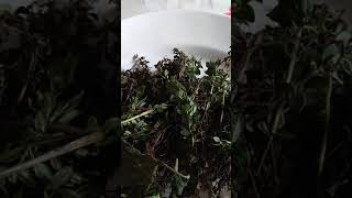 Banho Forte De Atração Para Garotas De Programa Atrair Mais Clientes