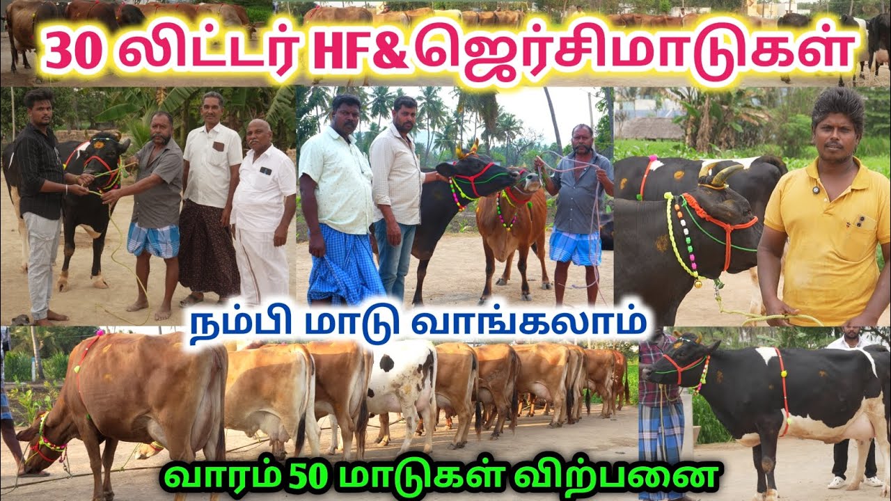 மிக மிக குறைந்த விலையில் HF&ஜெர்சிமாடு விற்பனைக்கு | HF&Jersey Cow For sales | வாழப்பாடி அருள்