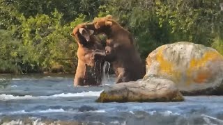 Download Lagu Katmai Bears 7-21-25. Bear #32 Chunk \u0026 #503 Cubadult Playtime! explore.org MP3 Download Lagu Katmai Bears 7-21-25. Bear #32 Chunk \u0026 #503 Cubadult Playtime! explore.org MP3