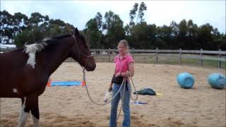 Desensitising a Nervy Horse- Part 4