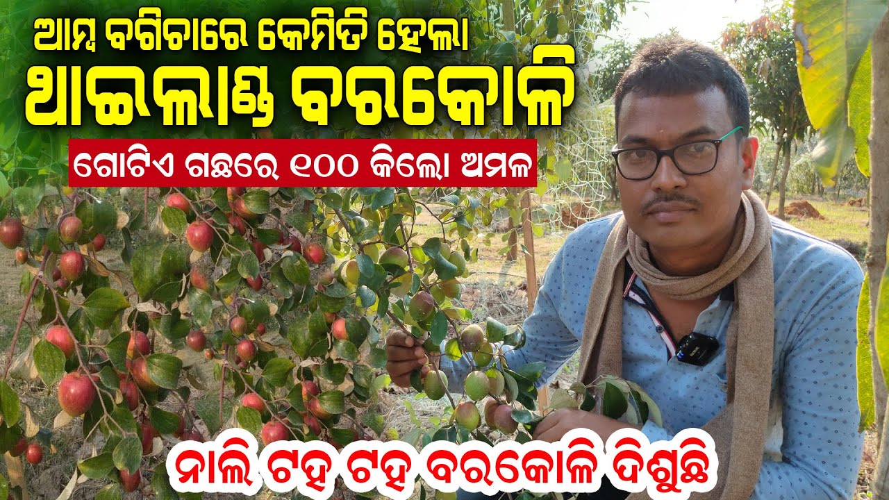 ଗୋଟିଏ ଗଛରୁ ୧୦୦ କିଲୋ ଥାଇଲାଣ୍ଡ ବରକୋଳି || Thailand Apple Ber farming in Odisha.