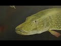 snoek