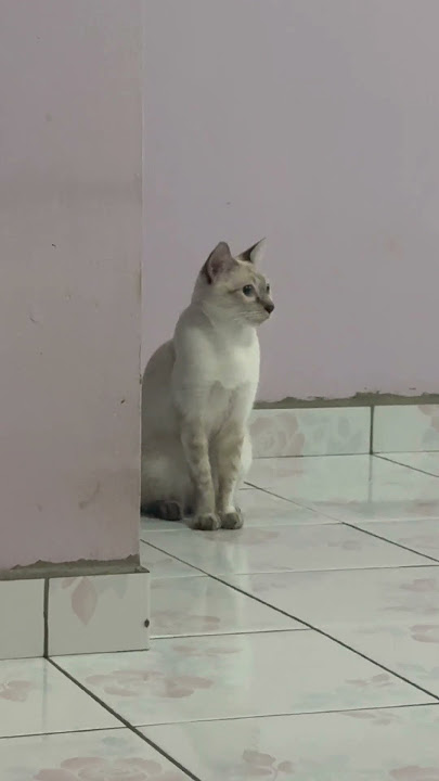 #TelingaKucingSaatLihatAku😂#KucingMarah#catlovers#funnycats