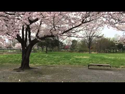 Falling Cherry Blossom Petals in Tokyo, Japan || 東京の桜吹雪