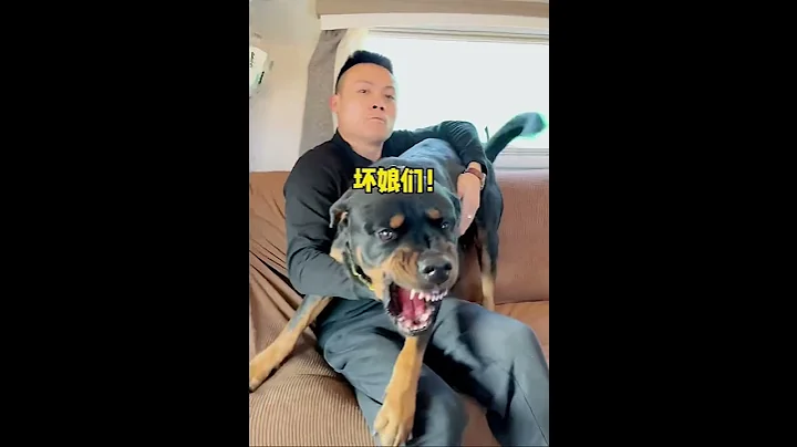 一坨是忠心守護主人的狗狗，沒想到會被母老虎這樣對待😂《一坨羅威納犬》 - 天天要聞