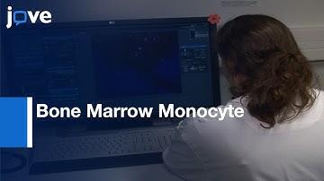 Bone Marrow Monocytes: In Vivo Tracking | Protocol Preview