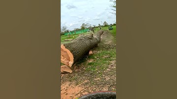 Bang on! Ash felling due to Ganoderma #treefelling #chainsaw #arborist #arbortec