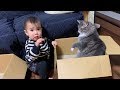 娘との領地争いからケンカに発展する猫　ノルウェージャン　Cat develops into a fight from territorial dispute with owner's daughter